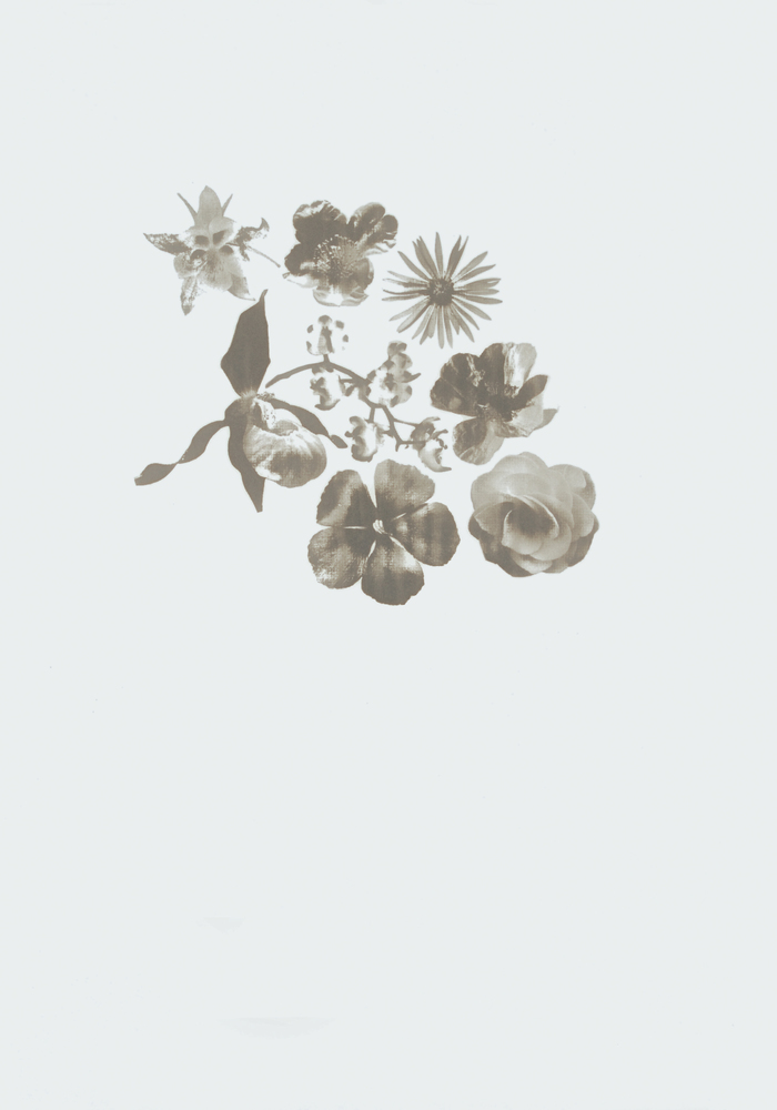 Flowers (Aquilegia Chrysantha, Cypripedium calceolus, Gordonia axillaris, Georgia aster, Arctomecon californica, Byblis gigantea, Begonia aequatorialis, Aerides lawrenciae) | Roman MORICEAU .1976, Angers (Maine-et-Loire, France)