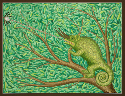 Caméléon labyrinthe (labyrinthe véritable)