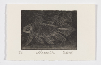 Coelacanthe