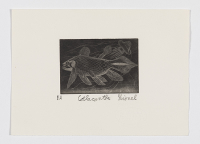 Coelacanthe