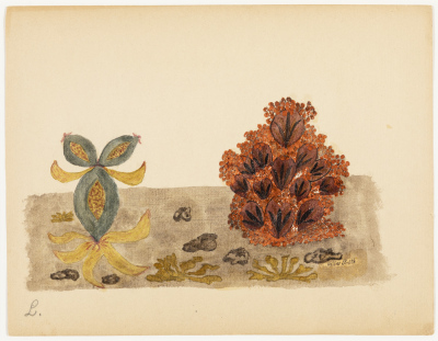 Plantes martiennes