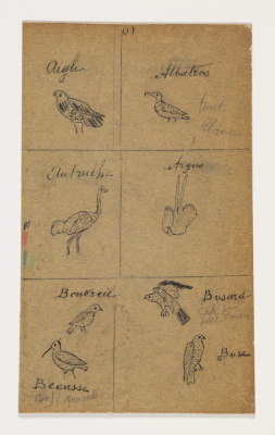 Aigle, albatros…